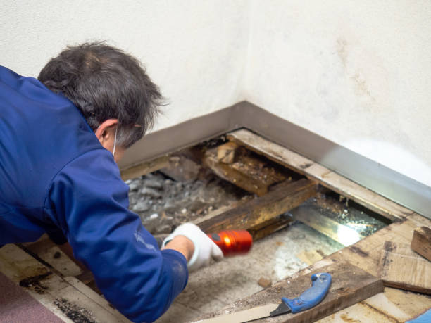 Best Mold Damage Repair  in Larksville, PA