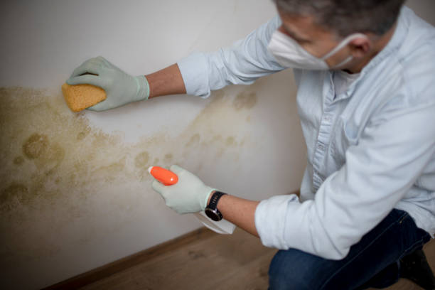 Best Attic Mold Removal  in Larksville, PA