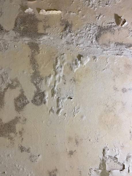 Best Mold Removal Specialists  in Larksville, PA