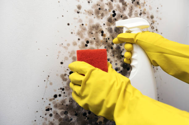 Best Commercial Mold Removal  in Larksville, PA