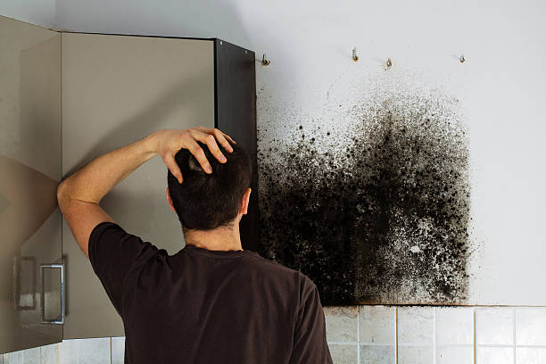 Best Office Mold Removal Services  in Larksville, PA